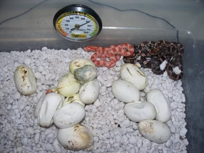 вылупление маисовых полозят