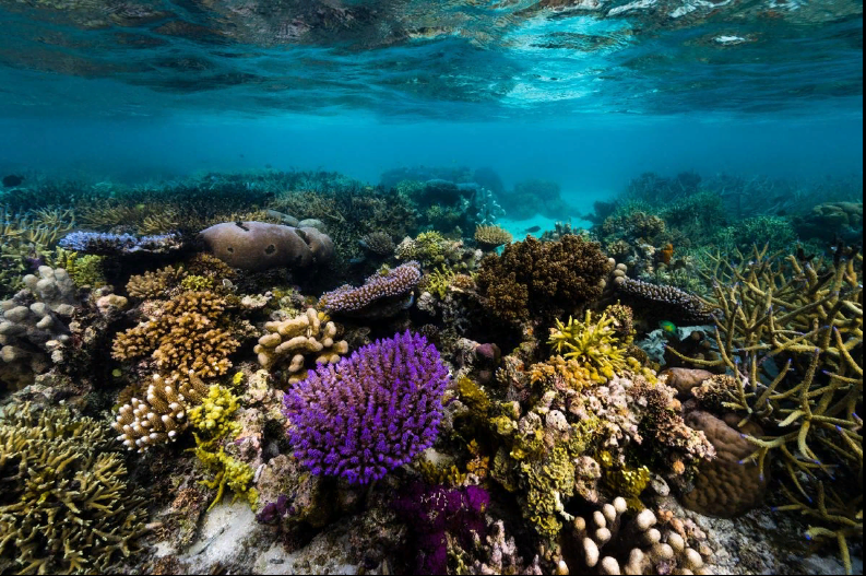 Папуа-Новая Гвинея славится своим биоразнообразием как на суше, так и на море