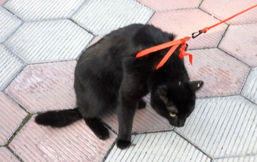 Стащит кошка. Коты на поводке. Поводок для кота. Кот на прогулке на поводке. Выгуливать кота.