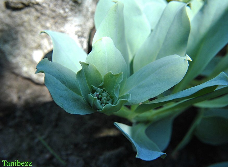 Мертензия приморская / Mertensia maritima