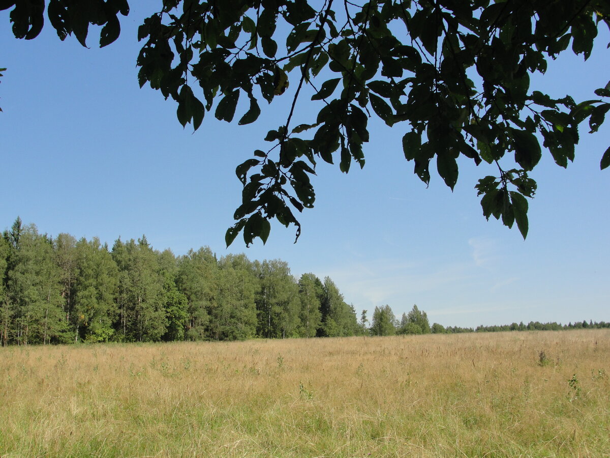 Пастбище ,где пасутся коровы, вид из грибного молодняка..