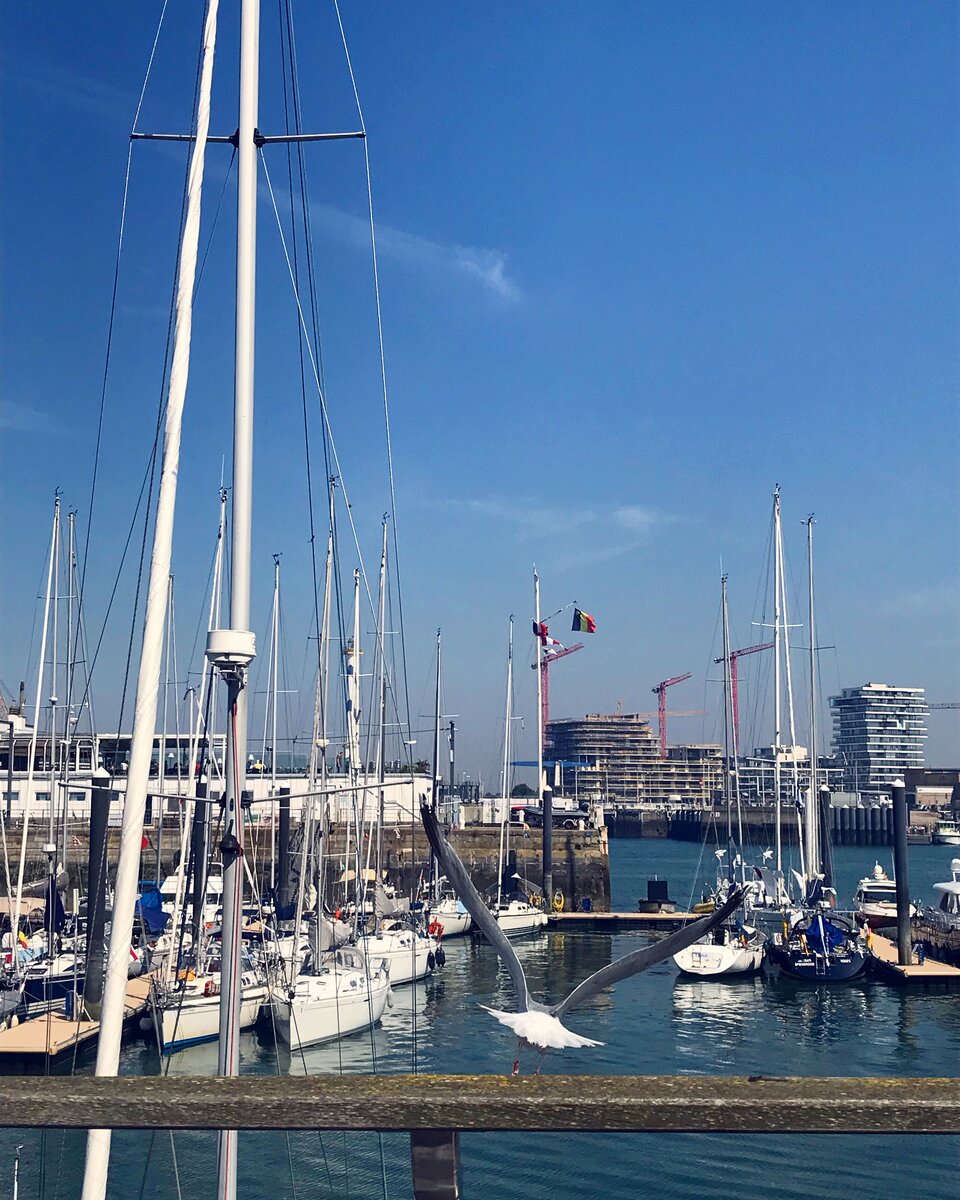 Привет, мистер чайка!