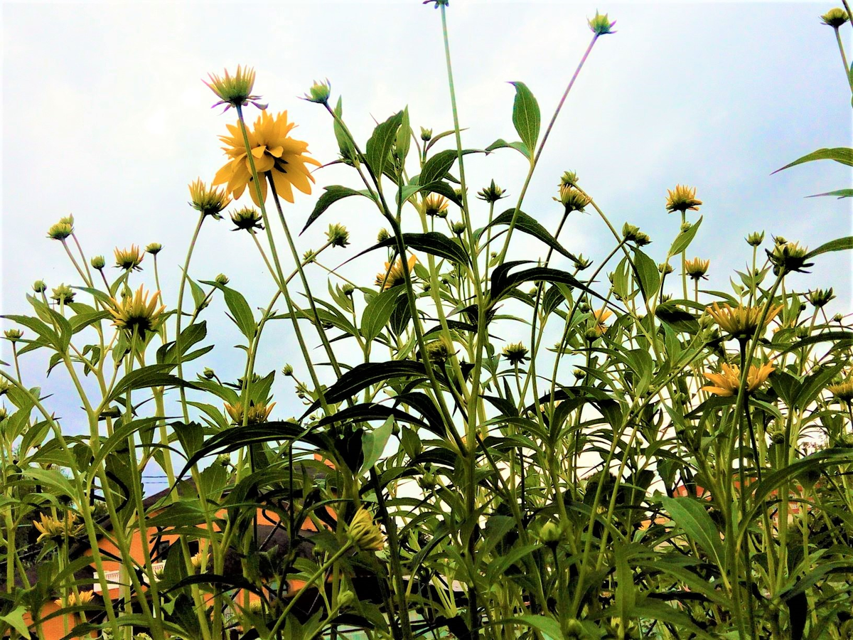 Фото автора. Просто Золотой шар. 