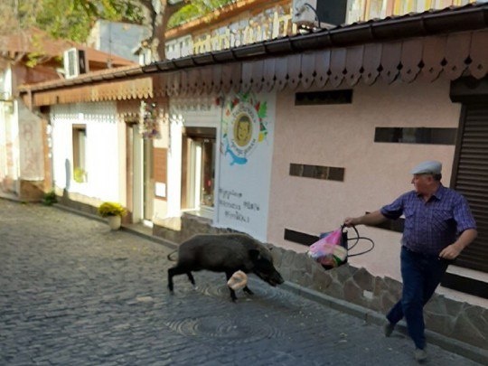 Кабан в посёлке Гурзуф 