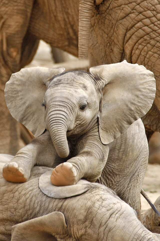 http://justadmirable.com/post/a-very-cute-elephant-baby-9-photos-with-other-cute-animals-160/