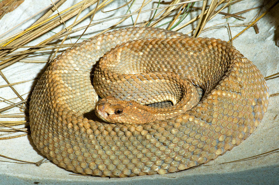 Самые редкие змеи Фитостудия-63.ру