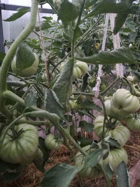 Помидоры сорта Клондайк оранжевый в фазе молочной спелости