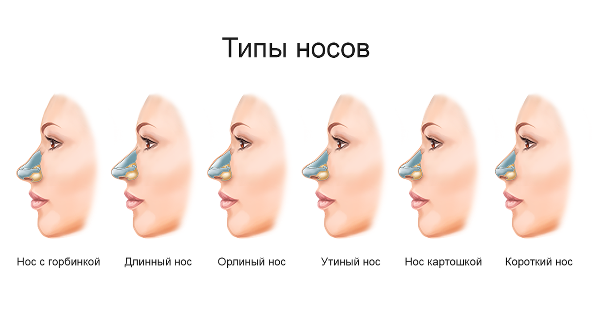 Как измерить длину носа человека схема