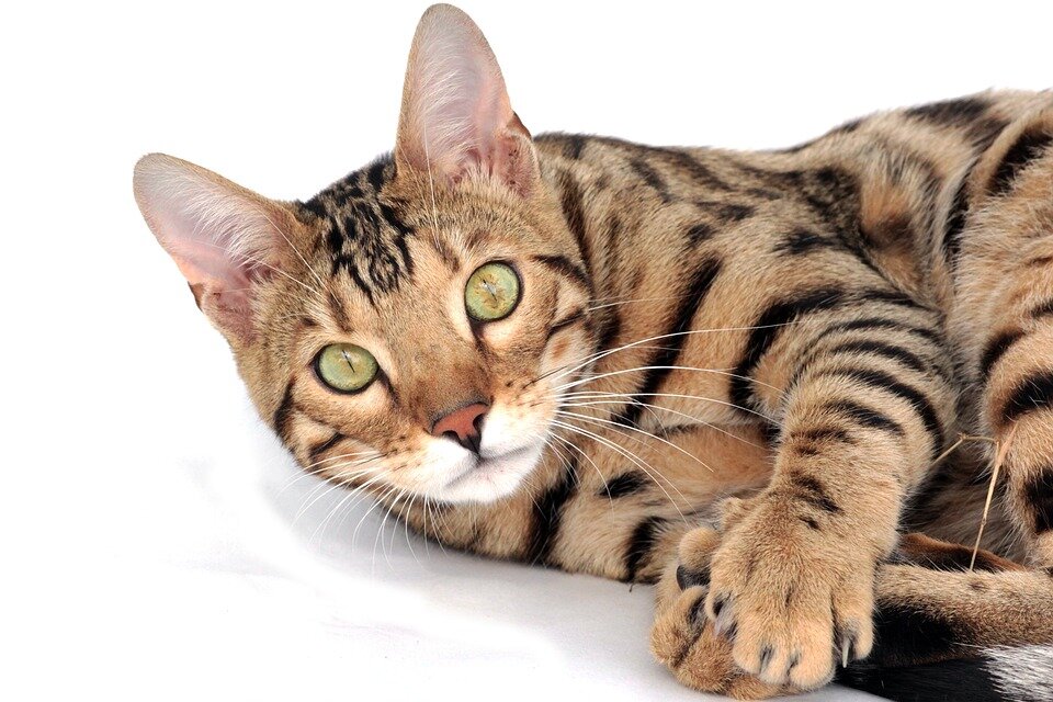 https://pixabay.com/photos/cat-bengal-pet-kitten-breed-2048416/