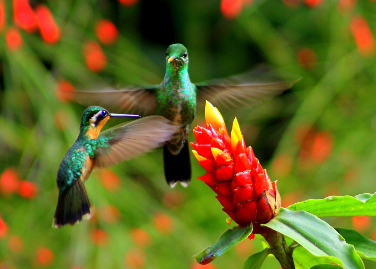 Фото с сайта americatourscr.com