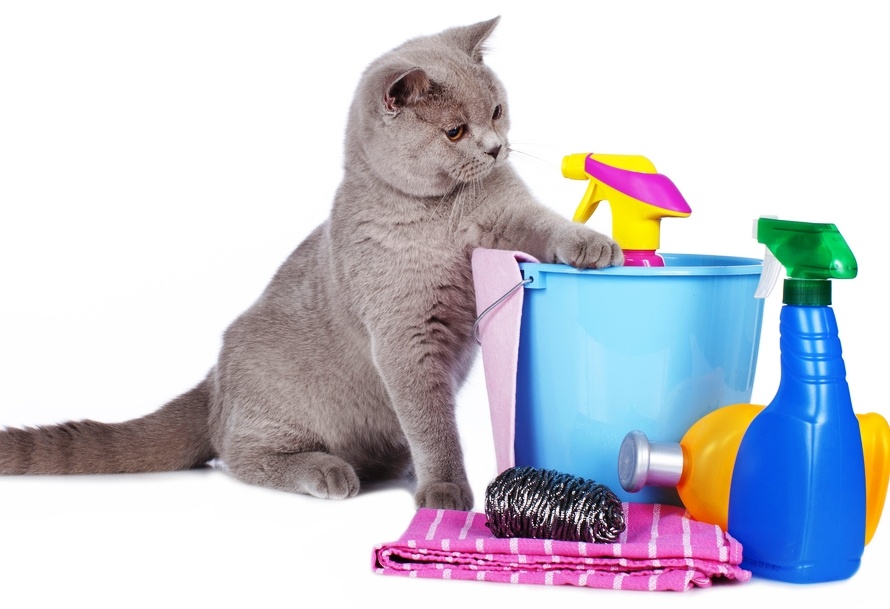 Картинка взята с ресурса "Яндекс картинки".