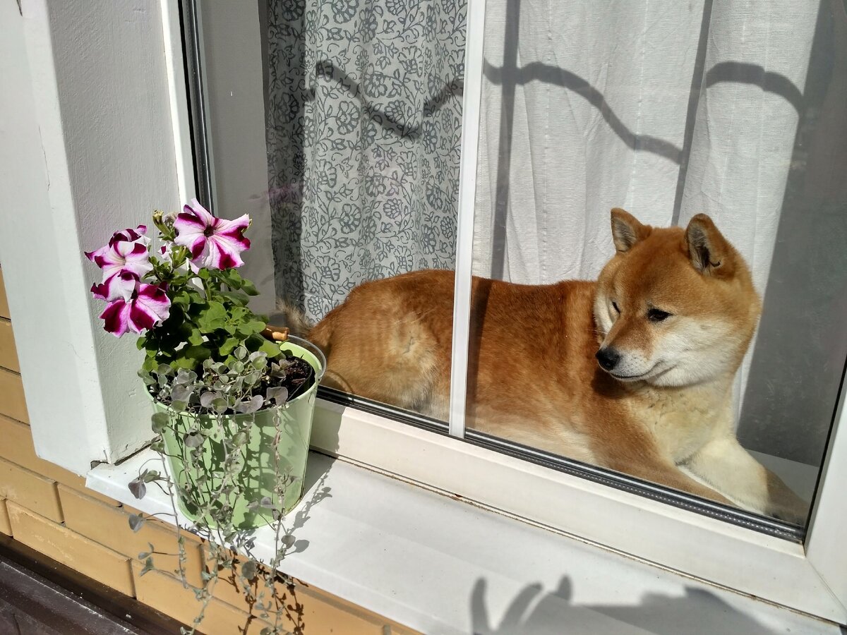 На окне Авалон, а в горшке - петуния и дихондра, только что  пересаженная