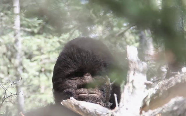 Вроде симпатичная рожица)