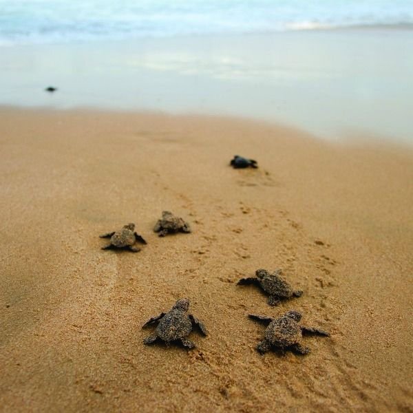 Морские черепахи. Источник: Яндекс Картинки.