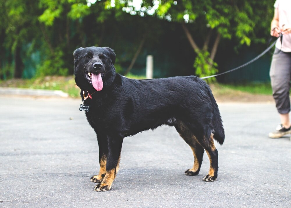 Занимается с кинологом