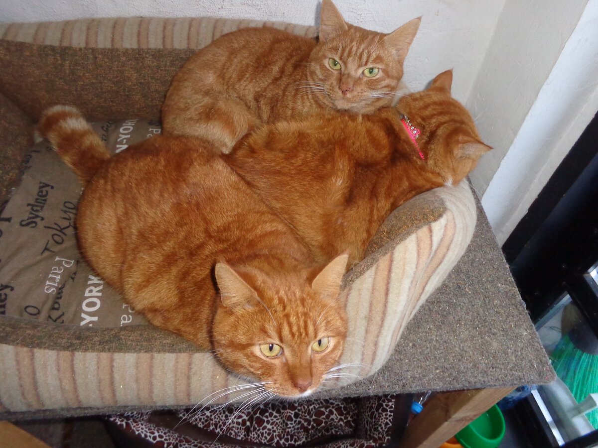 Котики - для привлечения внимания. Но фото мое. Котики живут в музее, в котором я недолго работала. Там у них строгий дресс-код: только рыжие котики могут жить в музее.