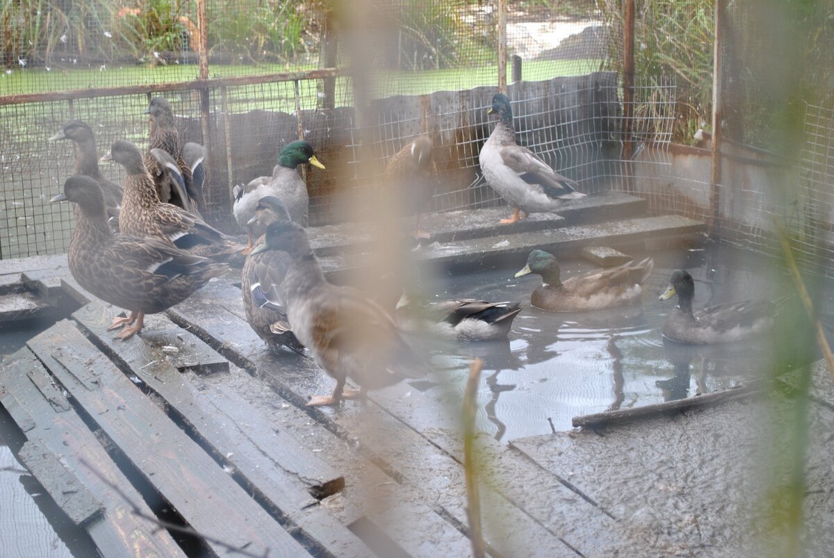 Мои подсадные