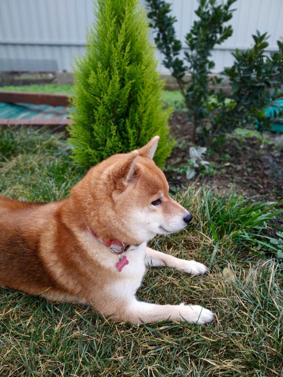 А Вы купили ёлку? Купрессус Вилма Голдкрест - мой выбор. | Shiba-Хата | Дзен