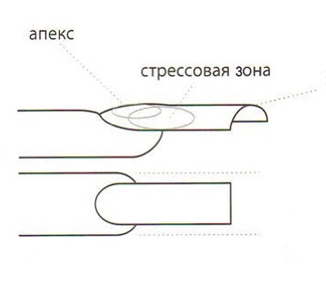 Положение апекса и стрессовой зоны