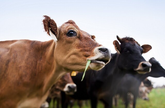 Источник: Яндекс. Россия