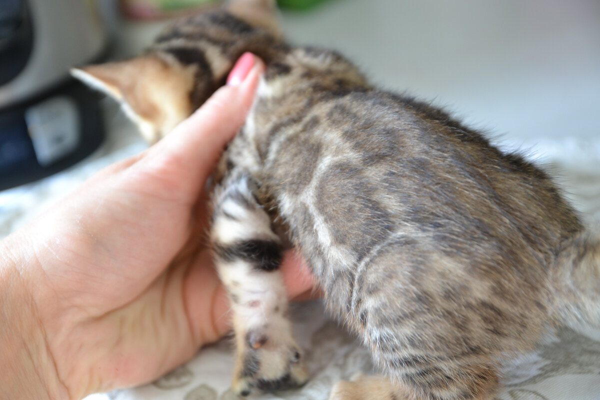 Фазинг у котёнка Бенгала