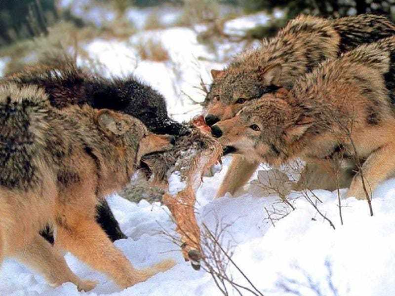 Борьба за существование волка. Стая Волков. Дикие Хищные животные.