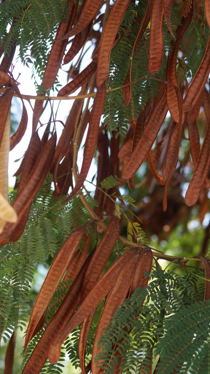 Плоды рожкового дерева