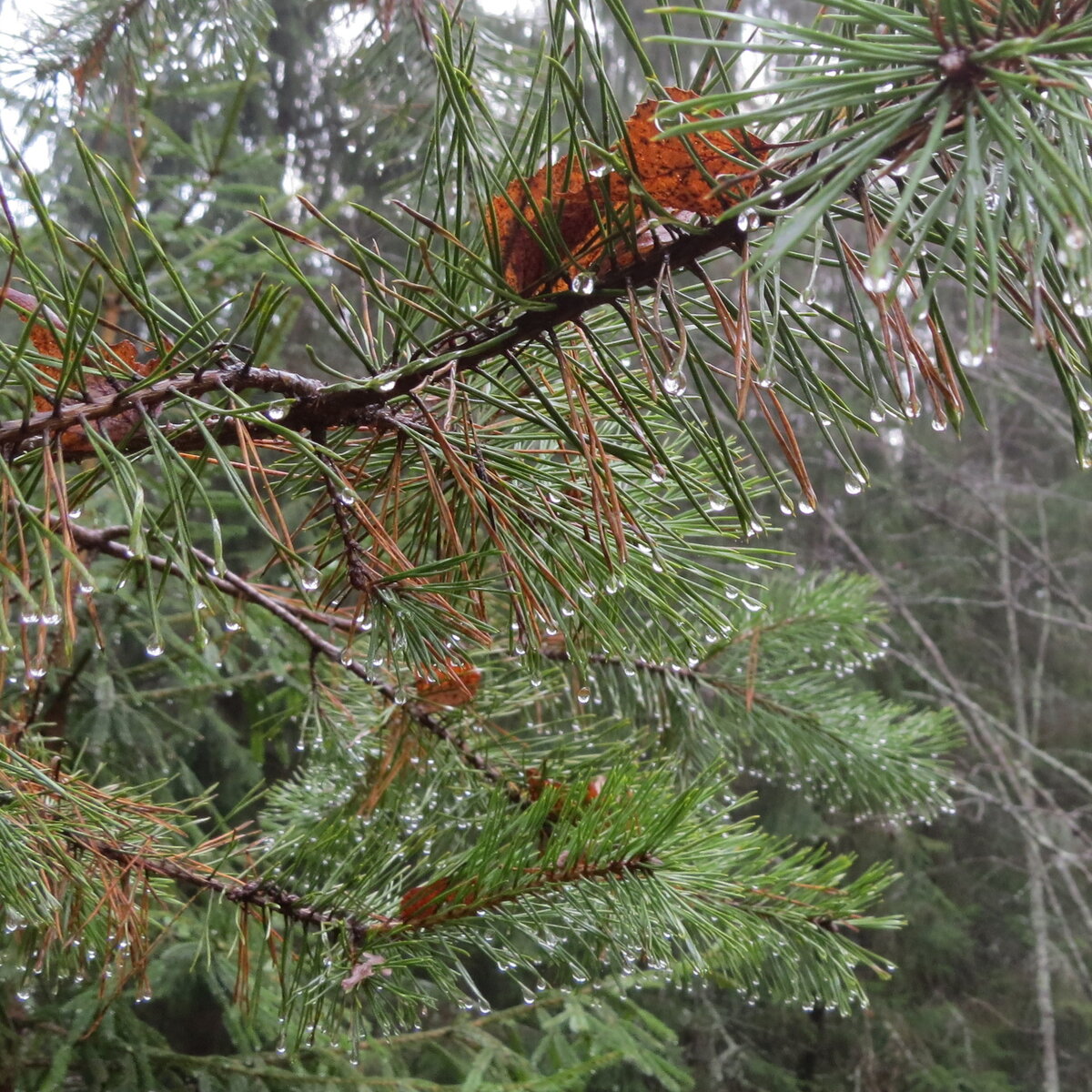 Пахнущие хвойные. Беоспора мышехвостая. Baeospora myriadophylla. Большая ветка хвои в лесу темная. Запах хвои в лесу на жаре.