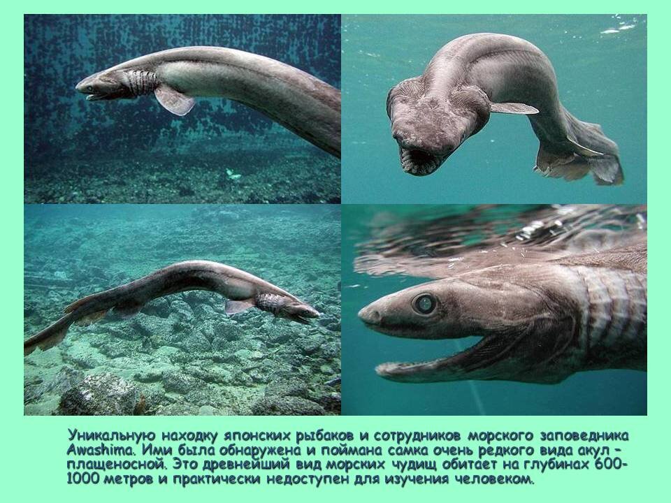 Плащеносная акула