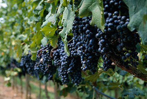 Виноградник италии