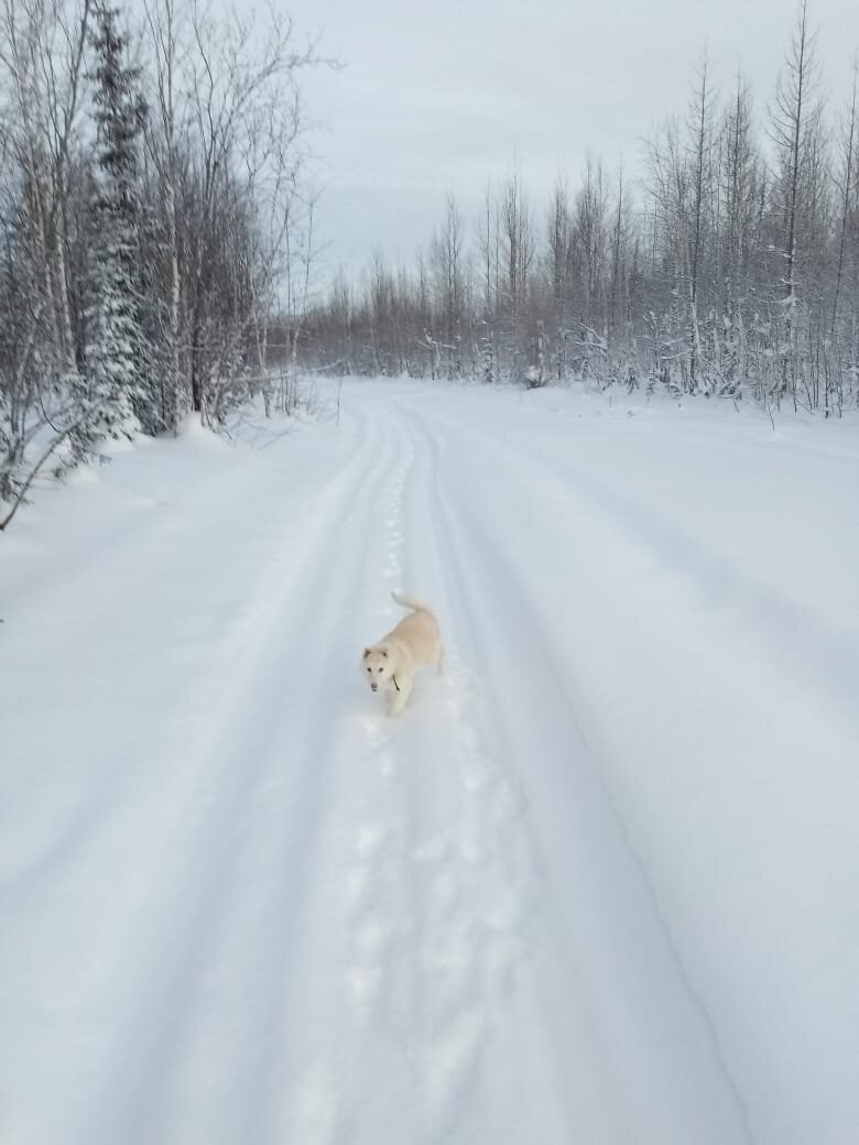 Прогулка по лесу на севере у п.Туруханск