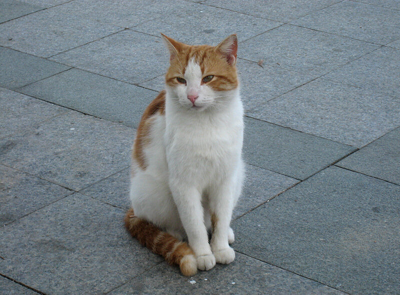 вот точно такая же киса, только без левого глаза... фото из интернета