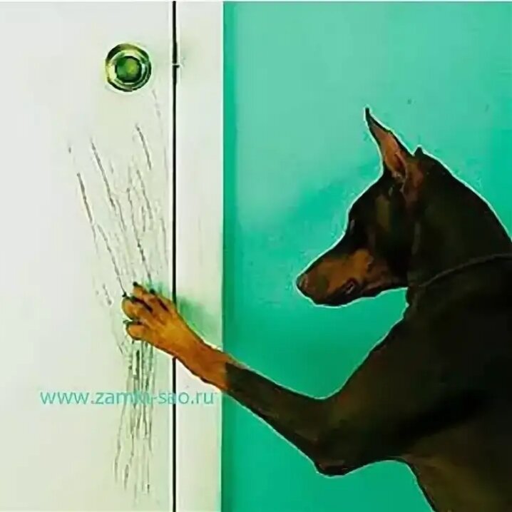 Собака закрывает дверь. Антивандальная накладка на дверь от собак. Собака скребется в дверь. Подранная дверь от собак. Собака стучится в дверь.