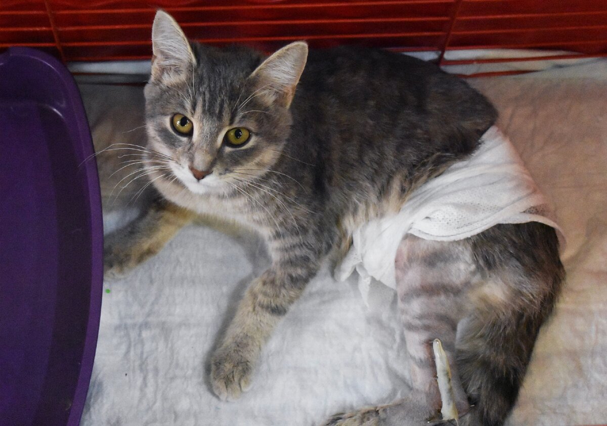 Кошечка Кубышка залезла под капот машины, чтобы погреться, при запуске двигателя у нее были сильно травмированы задние лапки. На момент написания этой статьи Кубышка находится на передержке у волонтера.  После лечения и восстановления, малышка будет искать новый дом!