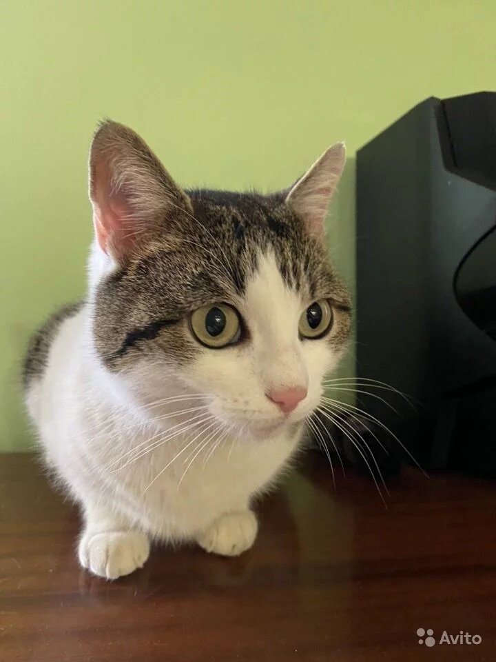 Кошка, которую хозяин продает за 20 млн рублей. Фото: avito.ru