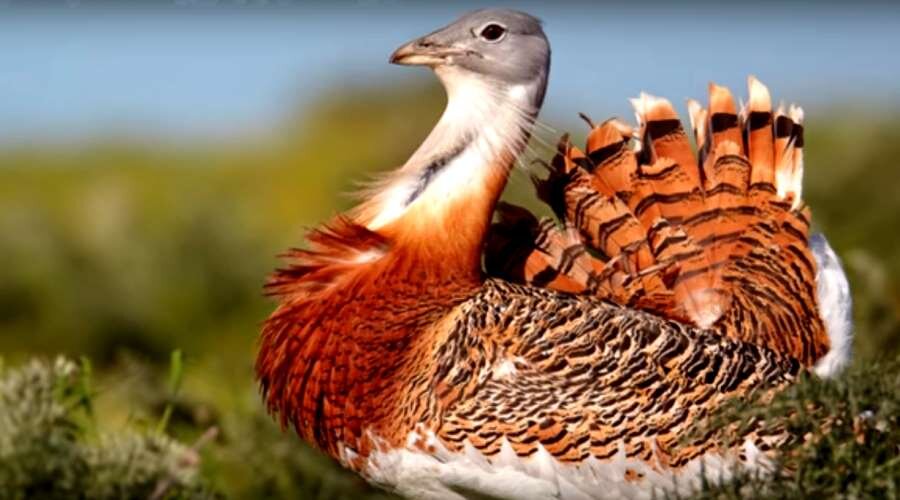 Дрофа - самая крупная летающая птица