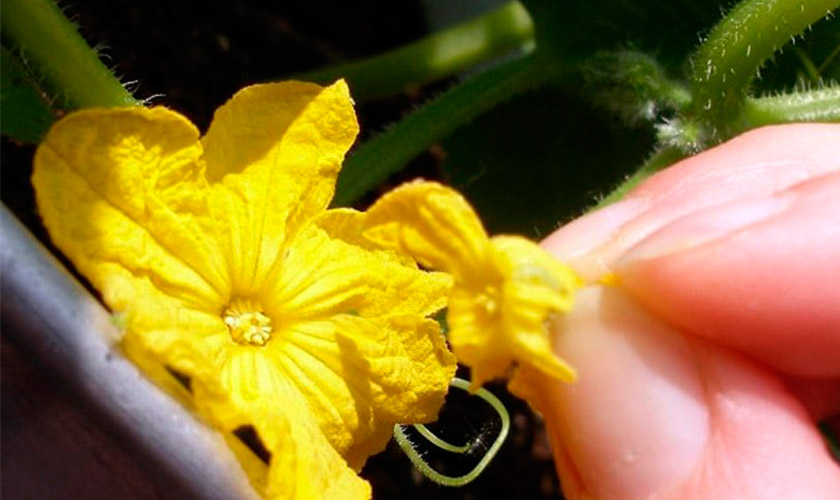 Пустоцветы