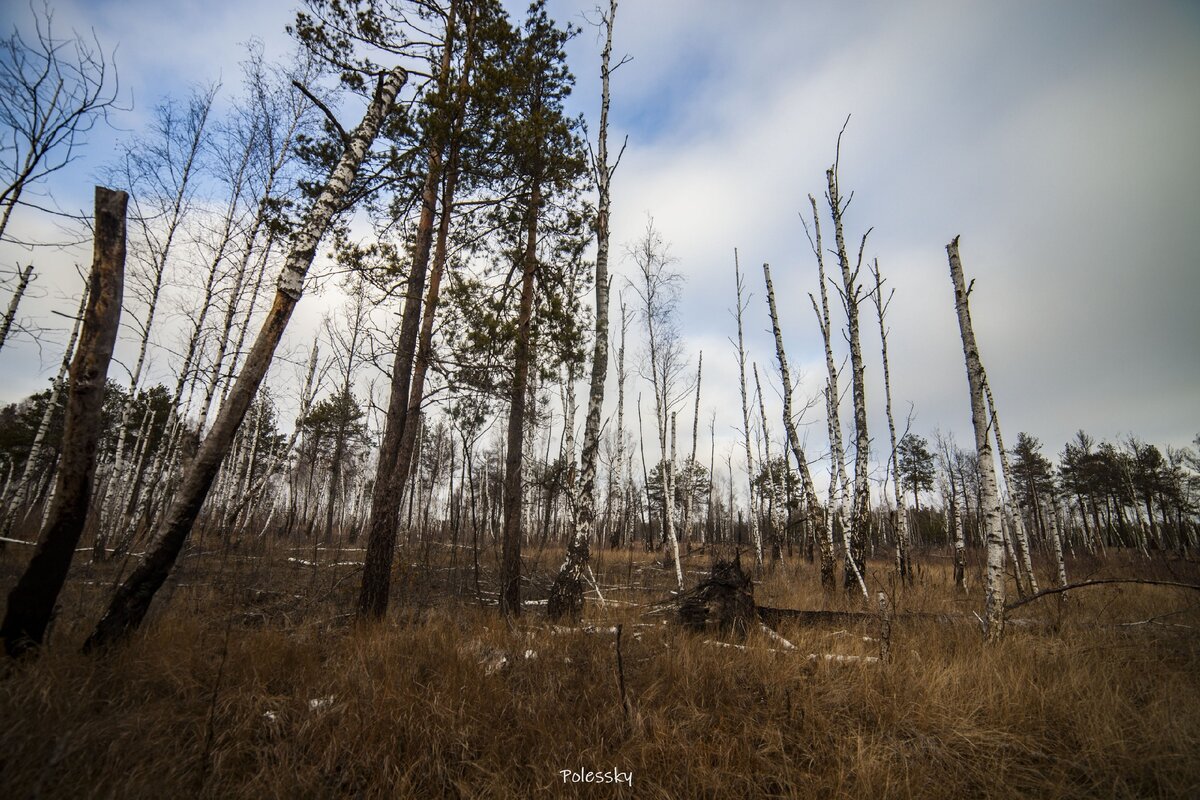 Рыжий лес в чернобыле фото после аварии