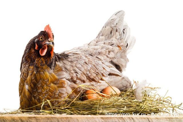 Почему курица сидит в гнезде, но не несется: причины и решения