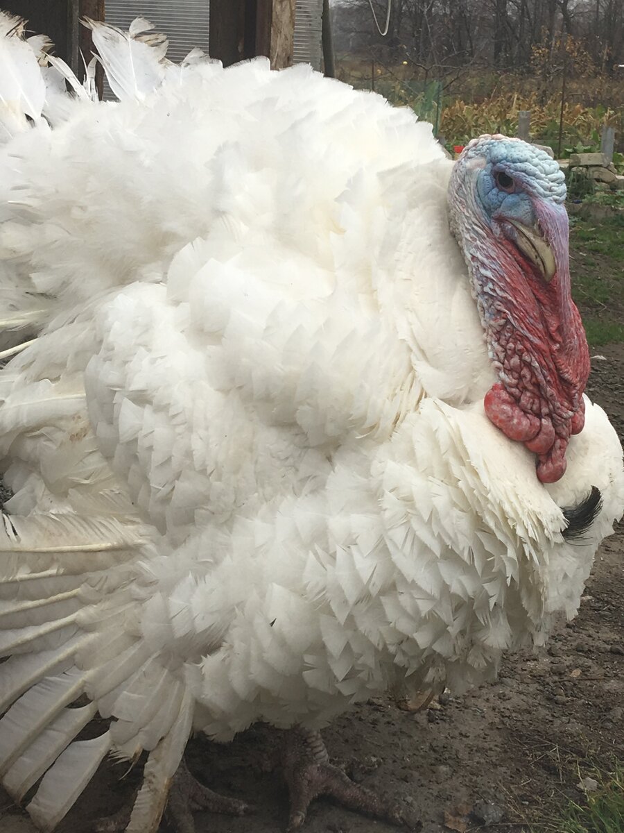 Из личного архива.