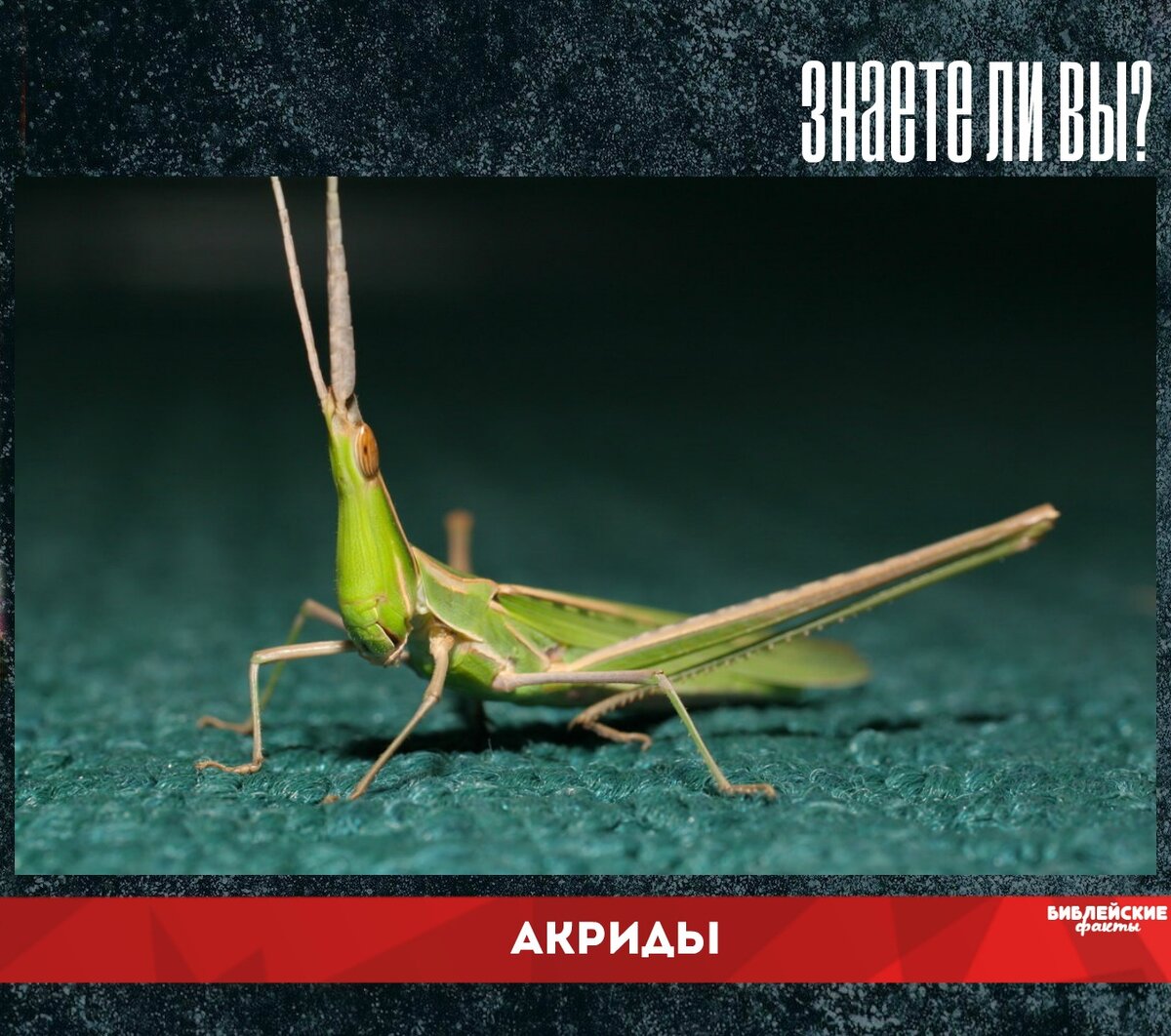 Кузнечик богомол