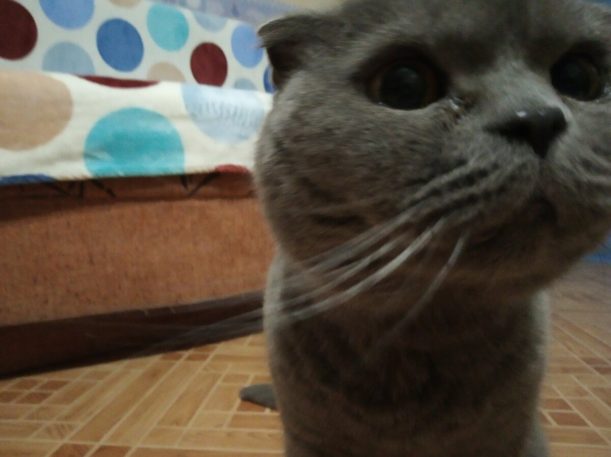 Клёпа не очень любит позировать для фото и всегда получается странно 😆