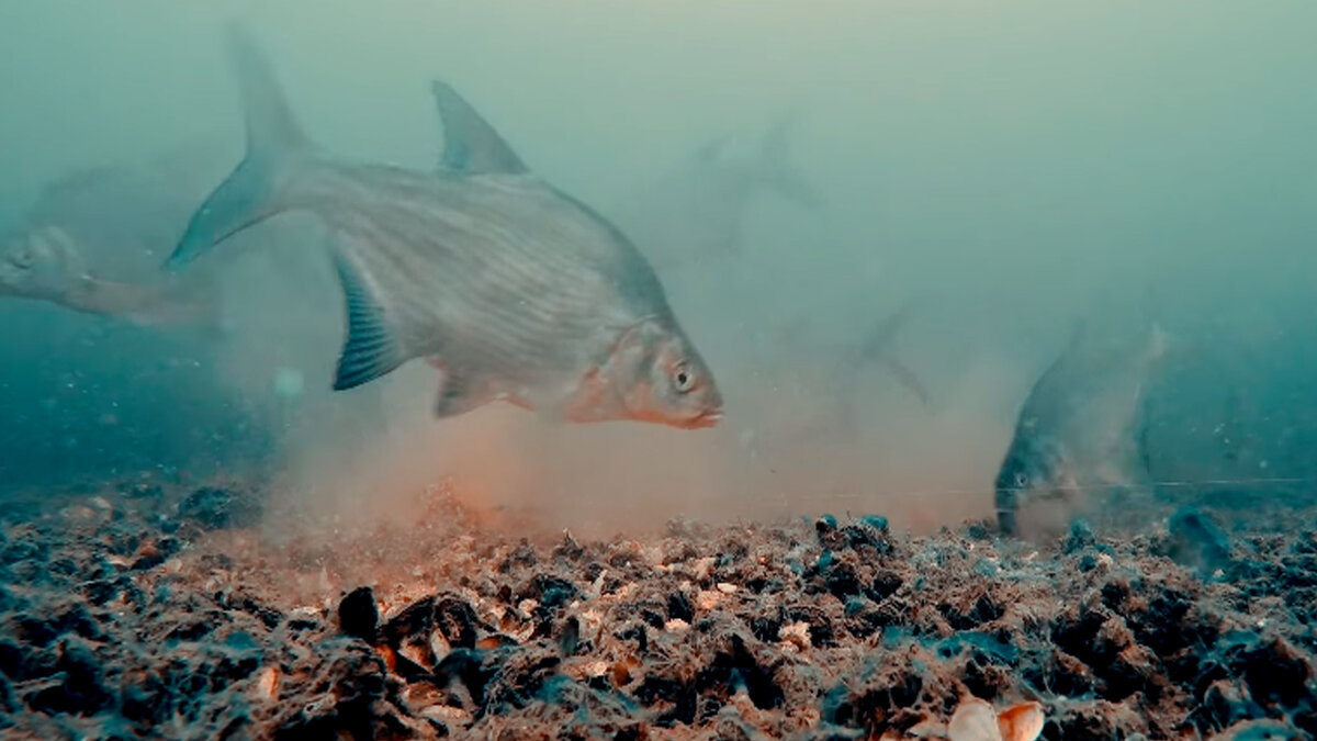 Поддержите старание рыбака лайком и подпиской на канал!