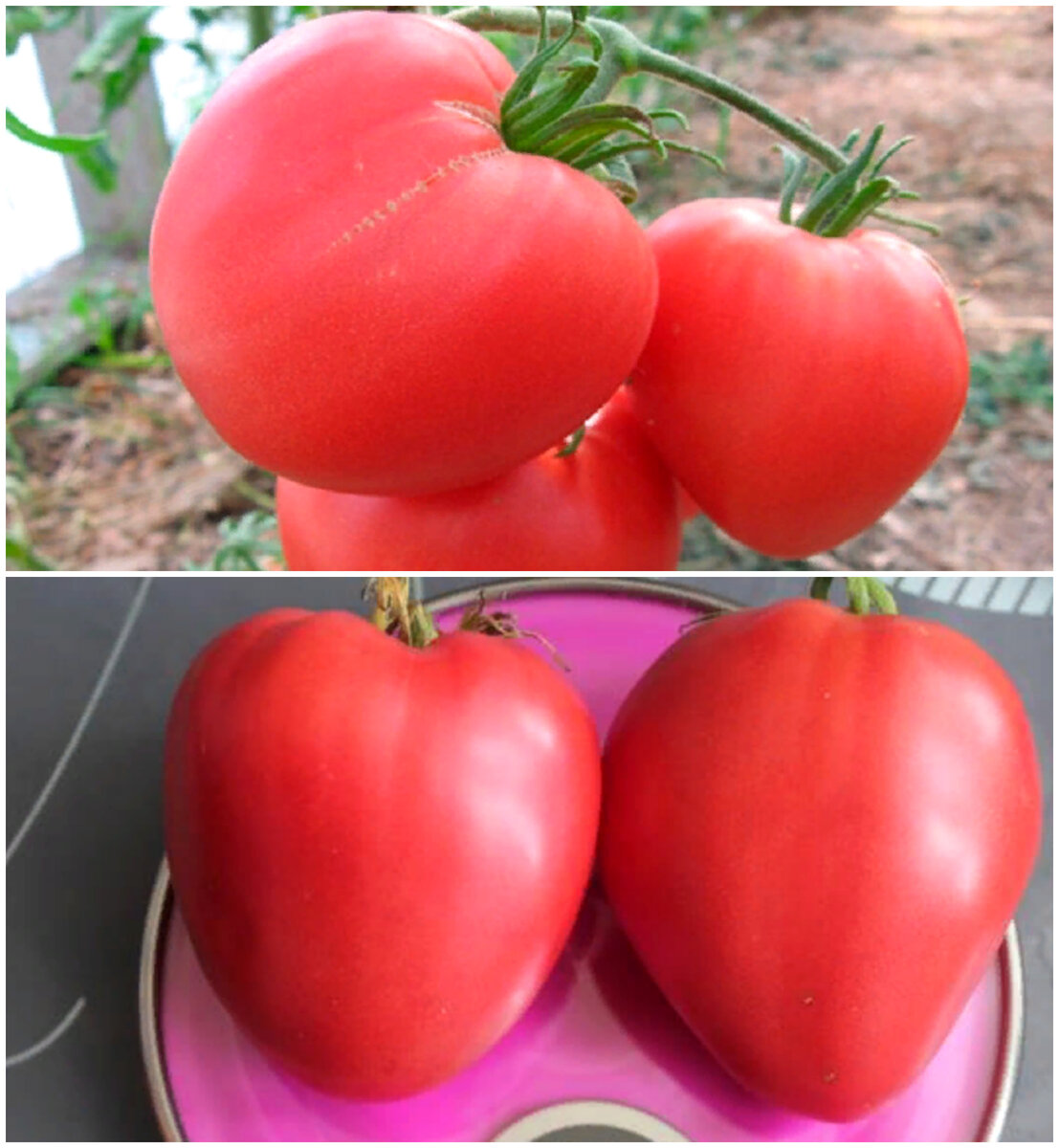 4 сорта самых сладких крупноплодных розовых томатов, которые завалят Вас вкусным урожаем