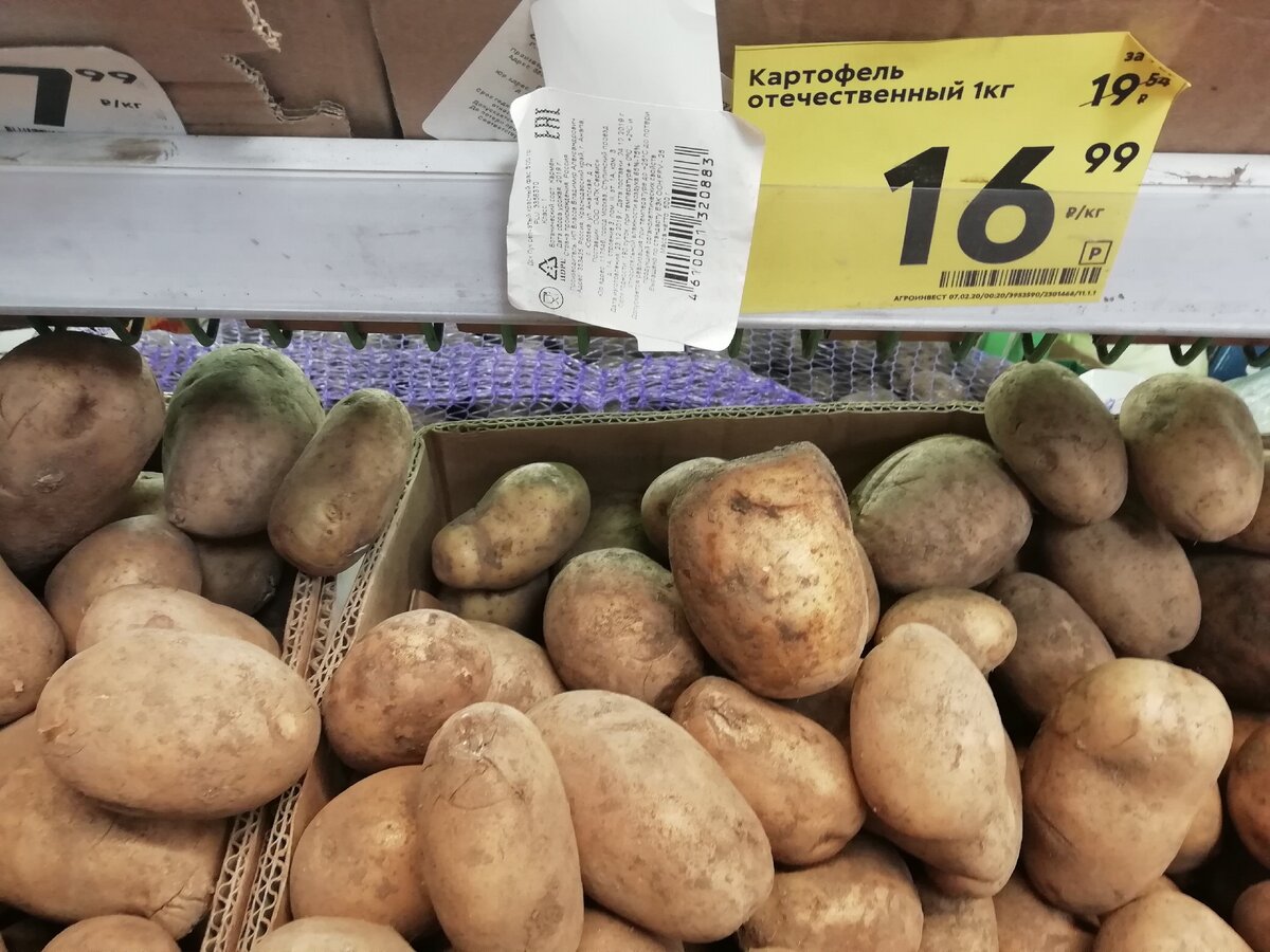 картофель крупный фото