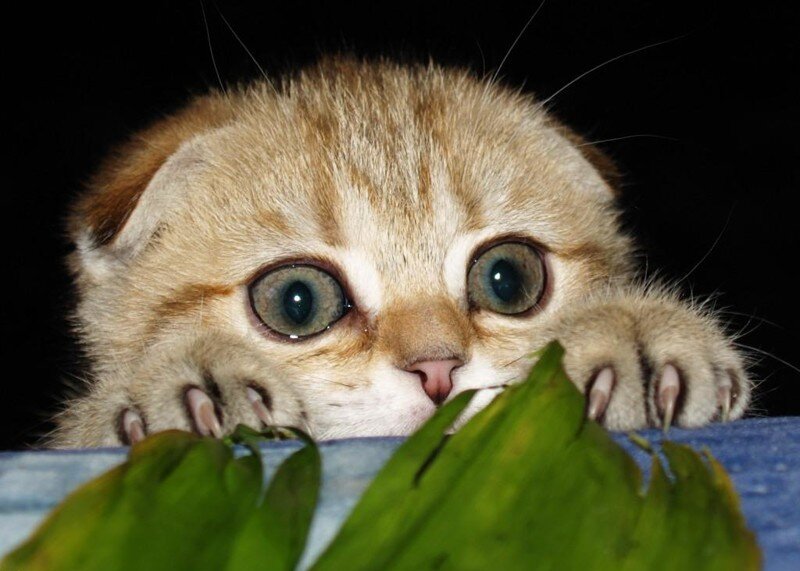 Иллюстрация "Любопытство". Взято из открытых источников https://yandex.ru/images