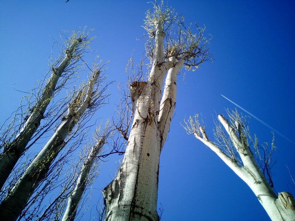 Фото: pixabay.com