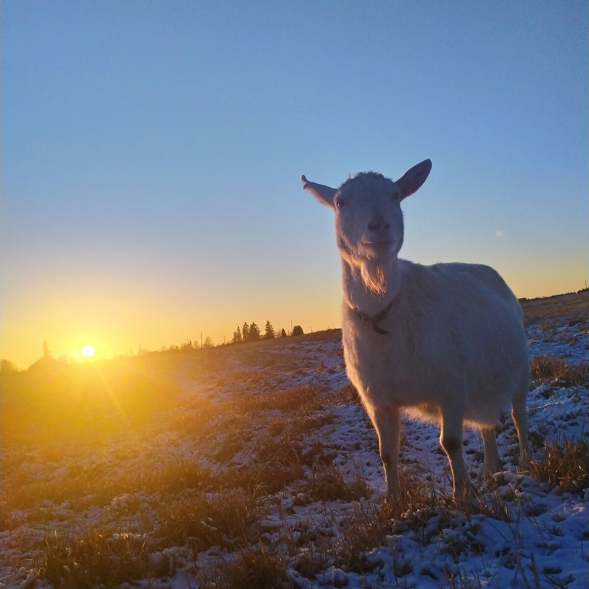 Бонюшка на закате