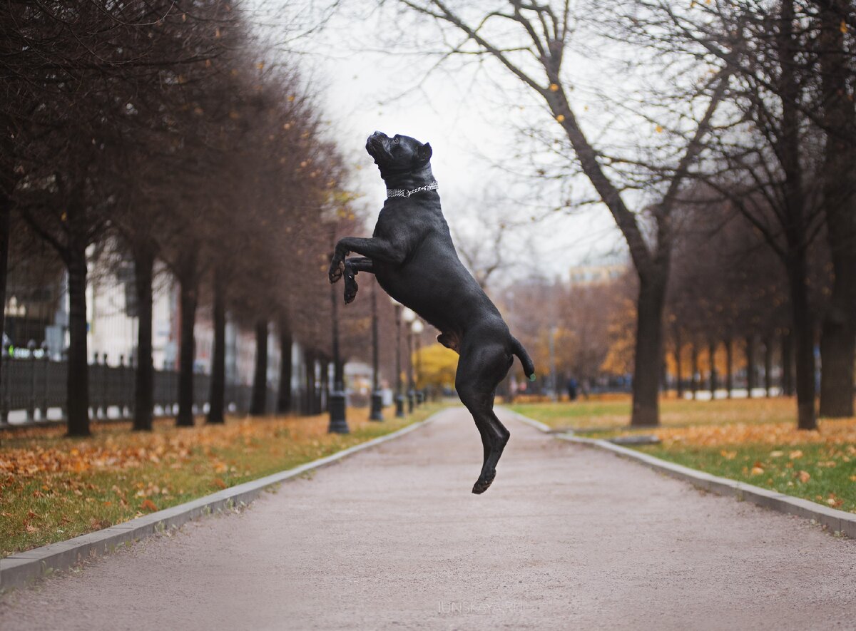Фото: Даша Июньская, кане корсо Мерседес