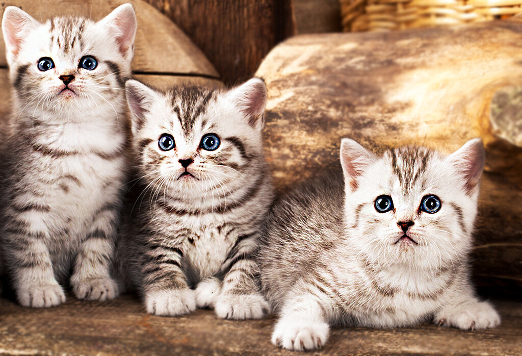 Как правильно кормить кошек?